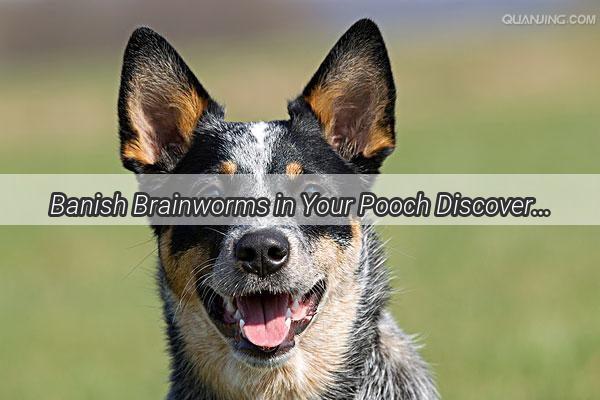 Banish Brainworms in Your Pooch Discover the Ultimate Cure for Canine Cerebral Parasites